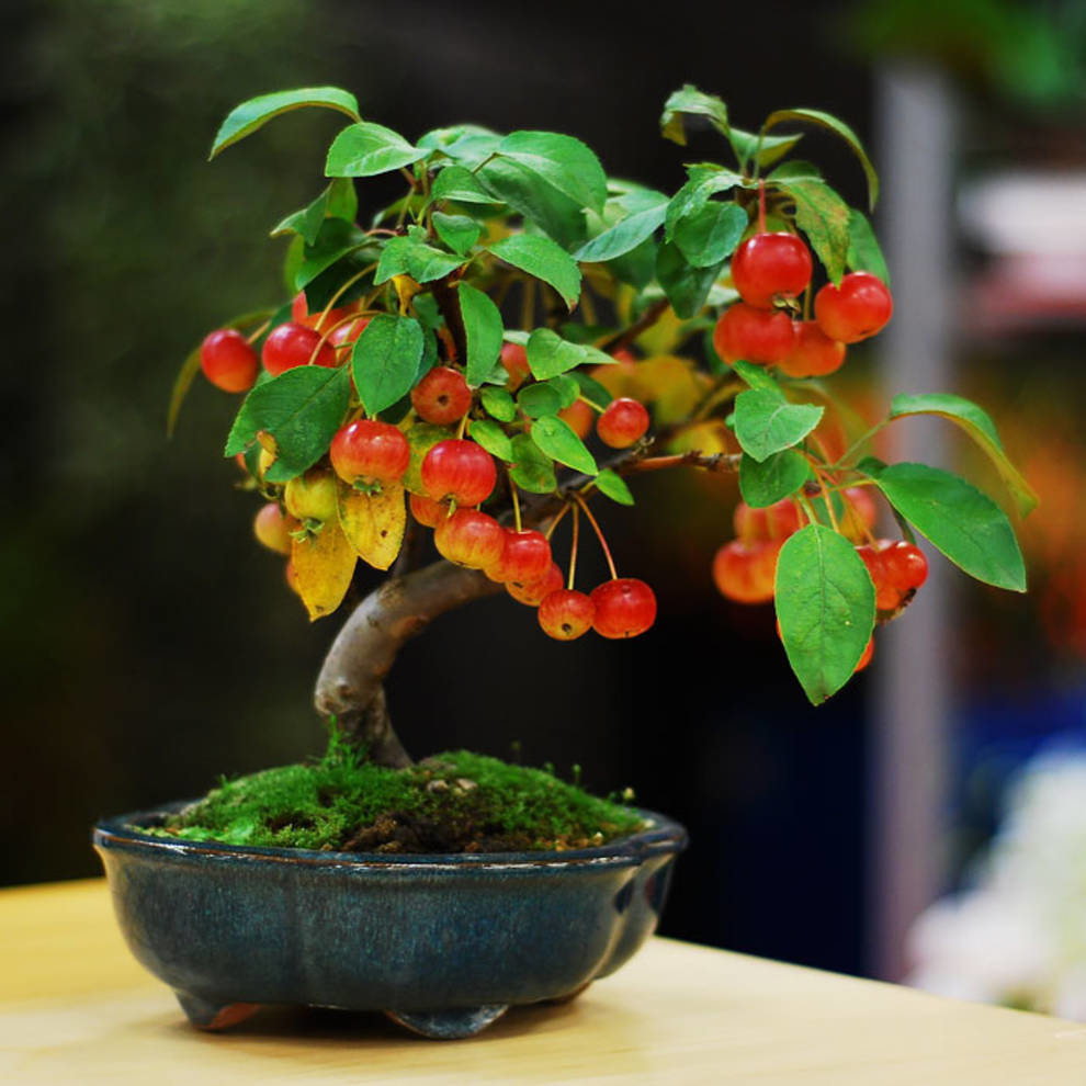 Bonsai trees: a selection of the most beautiful projects (PHOTO)