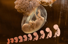 Рівень забруднення крові матері впливає на розвиток дитини в утробі — дослідження