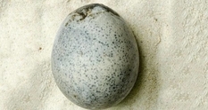Археологи нашли яйца, которые пролежали в земле со времен Римской империи