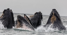 Стратегия добычи пищи кита зависит от его размера — ученые