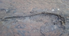 На пляжі у Великій Британії знайшли скелет іхтіозавра