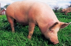 Японские ученые вырастят человеческий орган в свинье