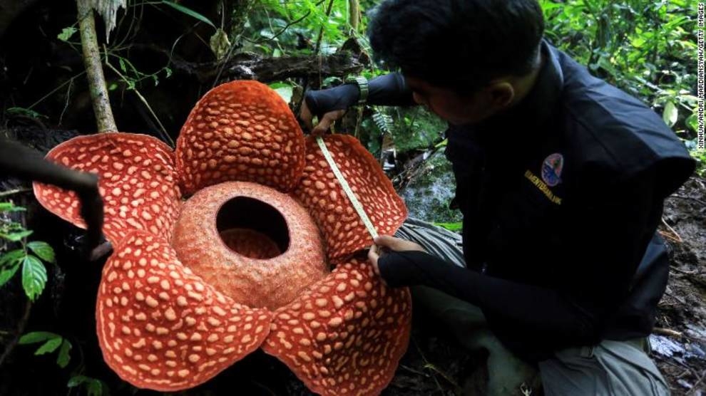 In Indonesia's jungle found a flower with a diameter of more than 1 meter