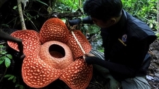 В джунглях Индонезии нашли цветок диаметров более 1 метра