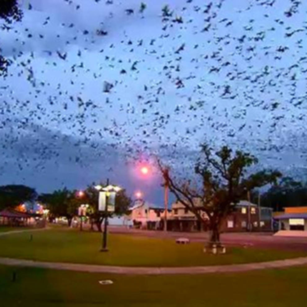 In Australia, locals are forced to hide from the invasion of bats (Video)