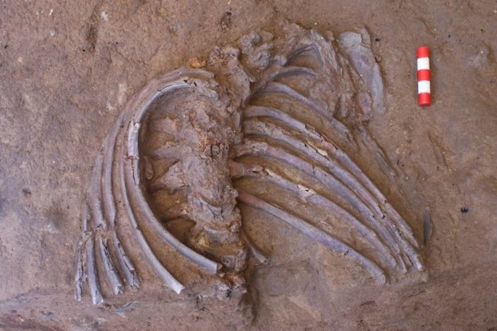 Археологи нашли скелет неандертальца