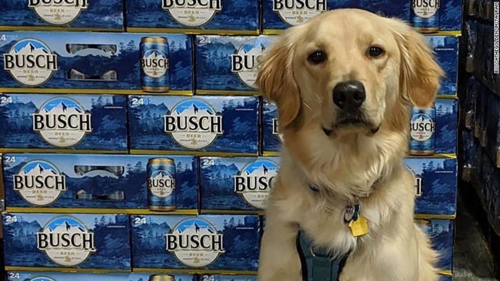 Візьми собаку з притулку і отримай 3-місячний запас пива — карантинна акція пивоварні з США
