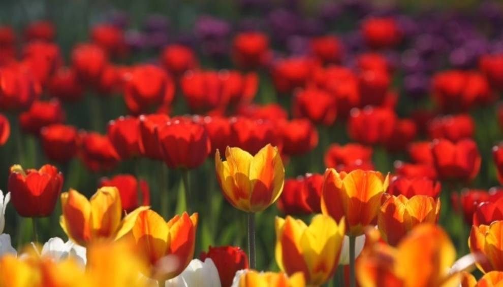 Нідерланди покажуть фестиваль тюльпанів онлайн (Відео)