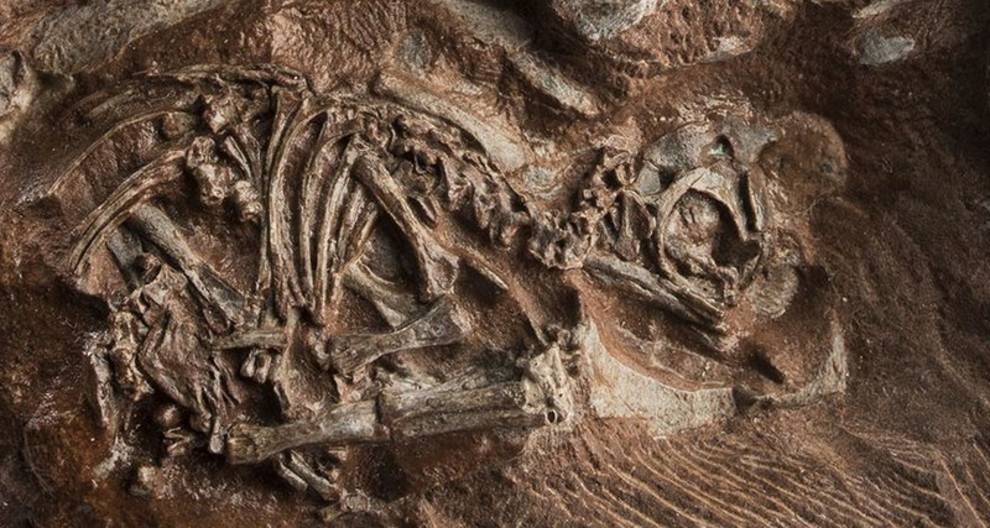 Paleontolodzy zrekonstruowali czaszki zarodków dinozaurów za pomocą druku 3D