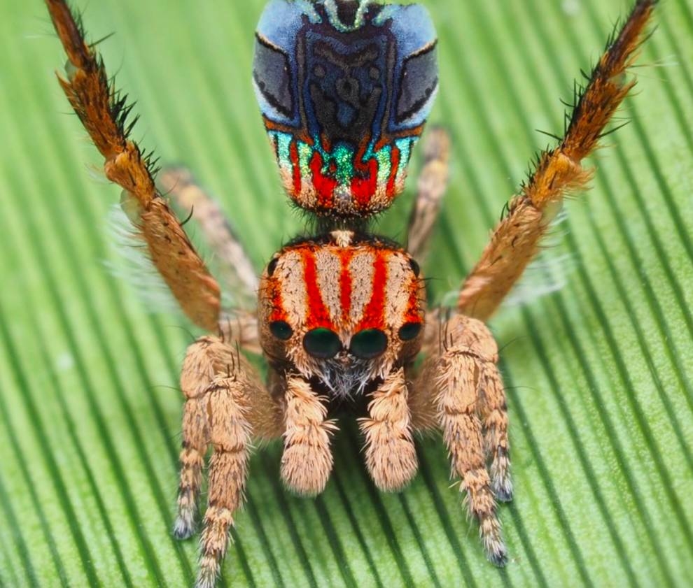 Amatorski przyrodnik ze Stanów Zjednoczonych odkrył 7 nowych pająków pawi (Zdjęcie, wideo)