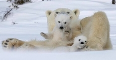 Известный фотограф смог заснять белую медведицу с медвежатами (Фото)