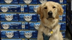 Take the dog from the shelter and get a 3-month supply of beer — quarantine action from the US brewery