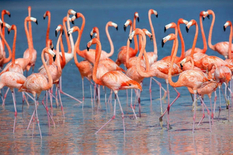 Flamingos like to gather companies — ornithologists
