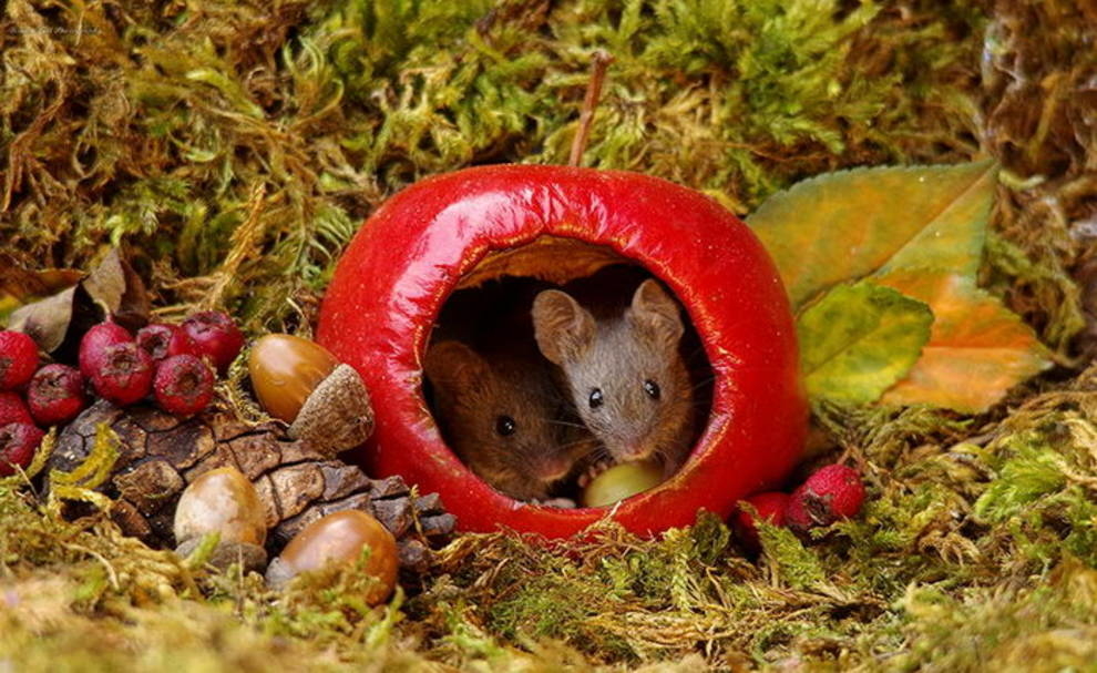Сірі мишки в яскравому саду
