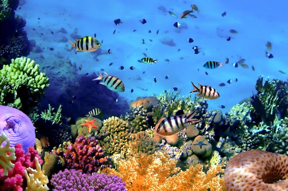 Cyklony niszczą rafy koralowe nawet na odległość — badania