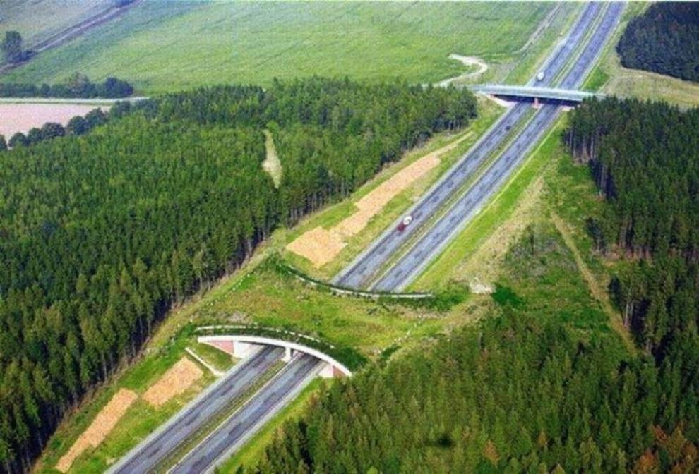 Ecoduki dla pieszych: ludzie budują mosty dla bezpiecznego przemieszczania zwierząt na autostradach (Zdjęcie)