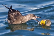 Птицы ежегодно съедают сотни кусочков пластика — ученые