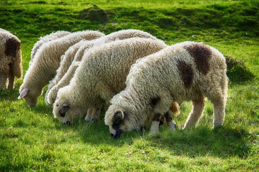 Румынский пастух случайно пересек с отарой овец границу с Украиной