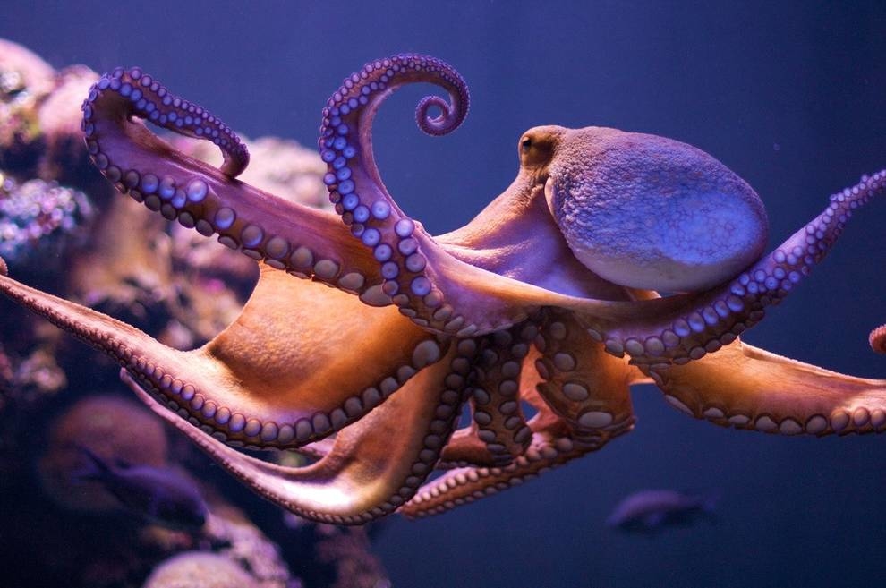 Чтобы стать человеку невидимым, ему понадобятся способности осьминога — ученые