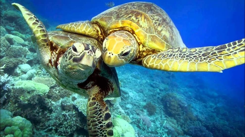 Migracja żółwi zarejestrowana na Wielkiej Rafie Koralowej (Wideo)