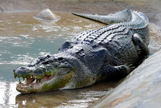 Crocodile ancestors ran like ostriches — scientists
