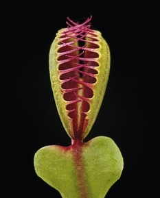 Carnivores: a photographer from Sweden showed the most unusual plants in her project (Photo)