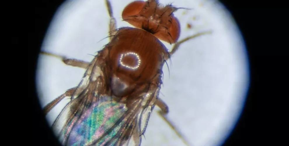 Кольцевую РНК использовали для продления жизни мухам-дроздофилам