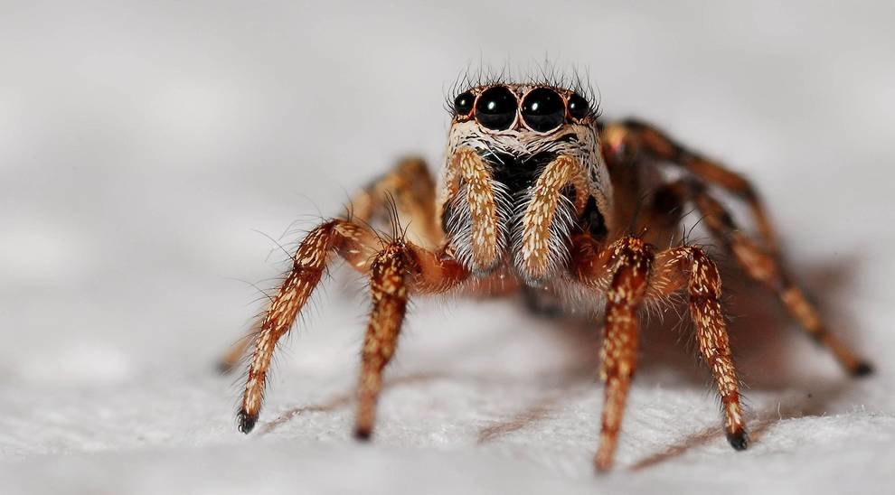 In Australia, they found spiders that build entrance doors in their burrows