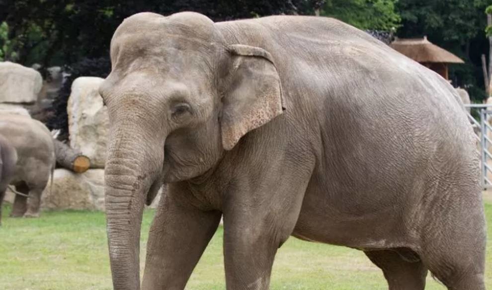 The most studied elephant in the world dies in the US zoo