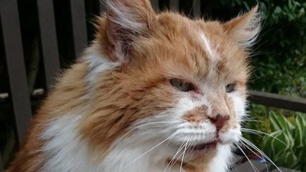 Найстаріший кіт помер в Британії. Він прожив 31 рік
