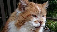 The oldest cat died in Britain. He lived for 31 years