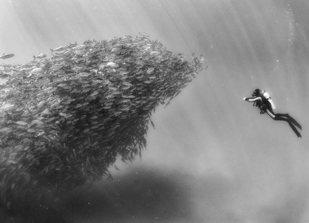 Sharks, rays, whales and dolphins — inhabitants of the underwater kingdom in black and white photographs of a Mexican anthropologist (Photo)