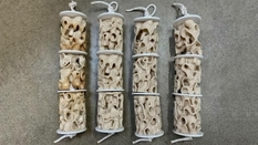 Korale 3D uratują rafy przed zniszczeniem - naukowcy