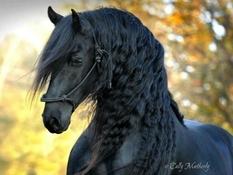 Miłośnikom jazdy konnej pokazano najpiękniejszego konia świata (Foto)