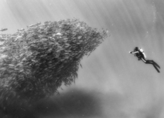 Sharks, rays, whales and dolphins — inhabitants of the underwater kingdom in black and white photographs of a Mexican anthropologist (Photo)