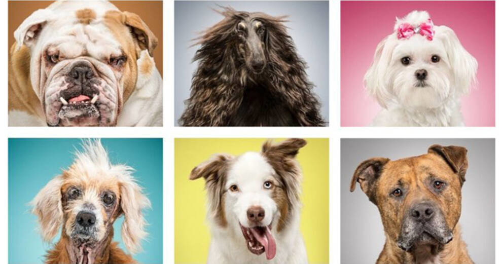 American woman creates collages of dogs, telling about their lives (Photo)