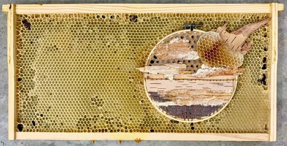 Canadian artist uses honeycombs with live bees for her paintings