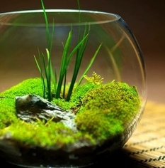 Enthusiasts take a fresh look at terrariums