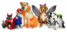 OXO reveals a selection of Halloween costumes for pets (Photos)