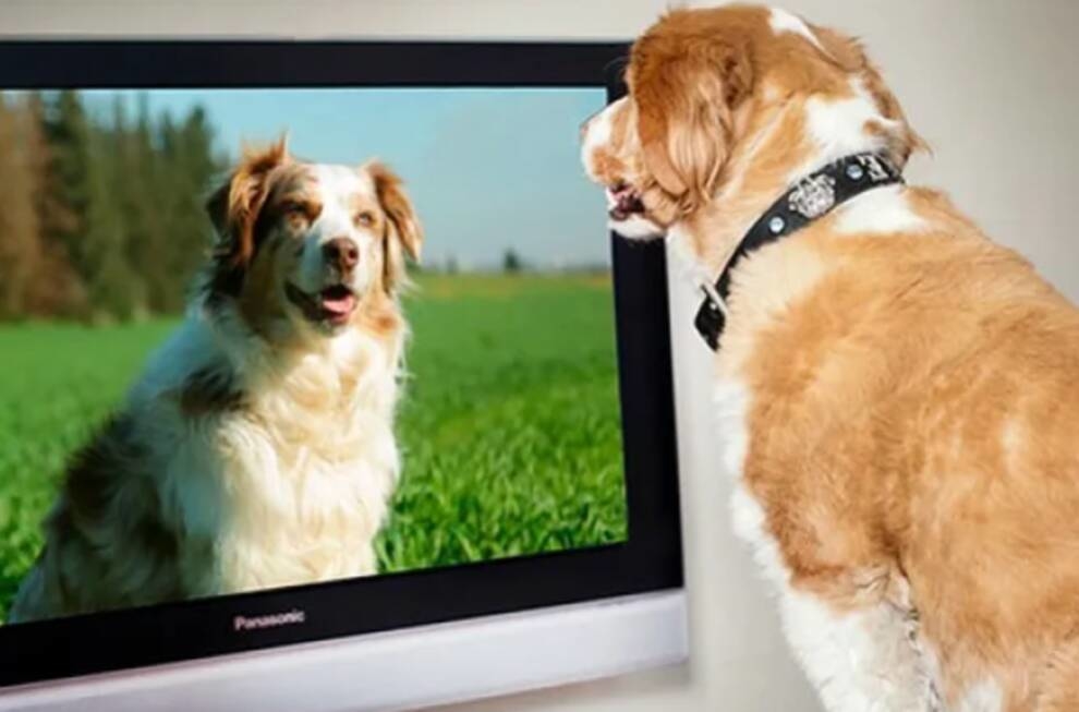 Scientists have determined what attracts dogs on TV