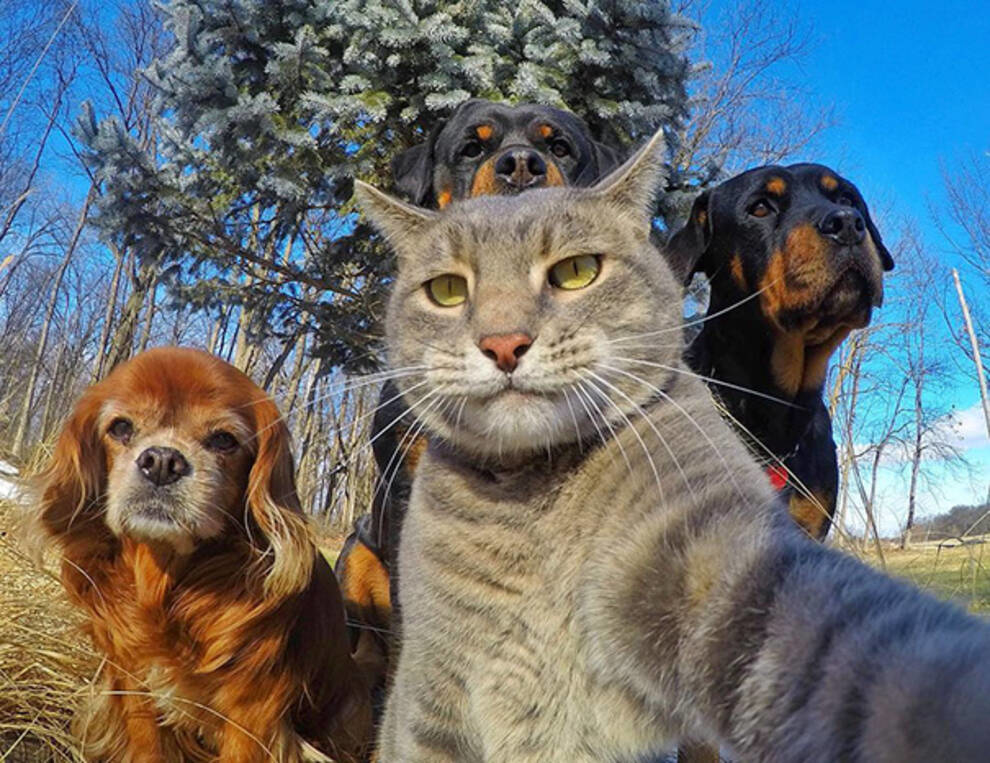 Selfie zwierząt: właściciele opowiadają o sekretnym hobby swoich pupili