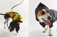 Zara выпустила коллекцию одежды для собак
