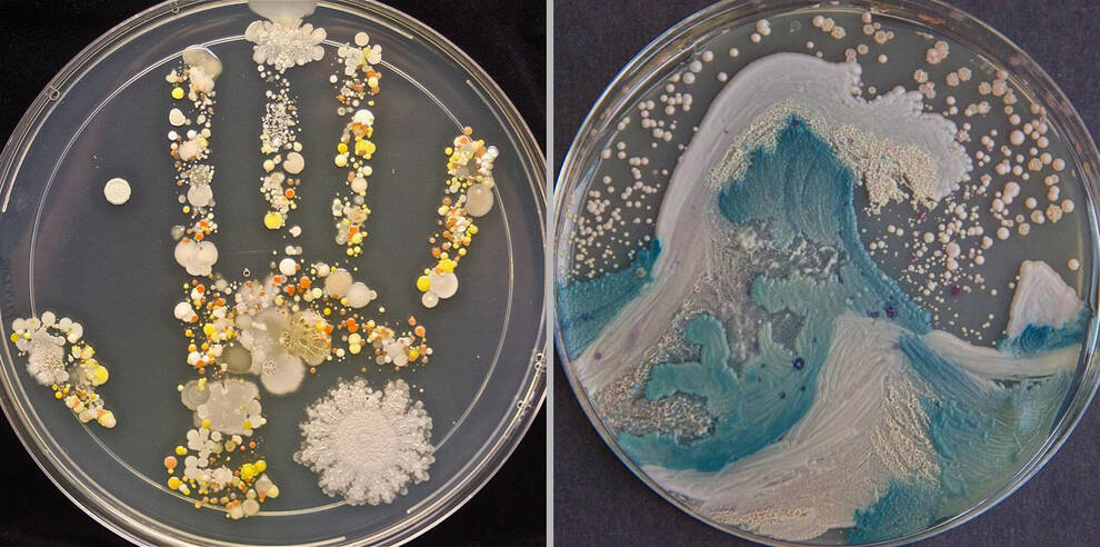 Картины микробами или агаровое искусство