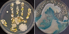 Microbial paintings or agar art