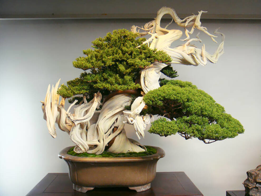 Bonsai Trees: OXO Reveals Compilation Of The Results Of An Exciting Hobby