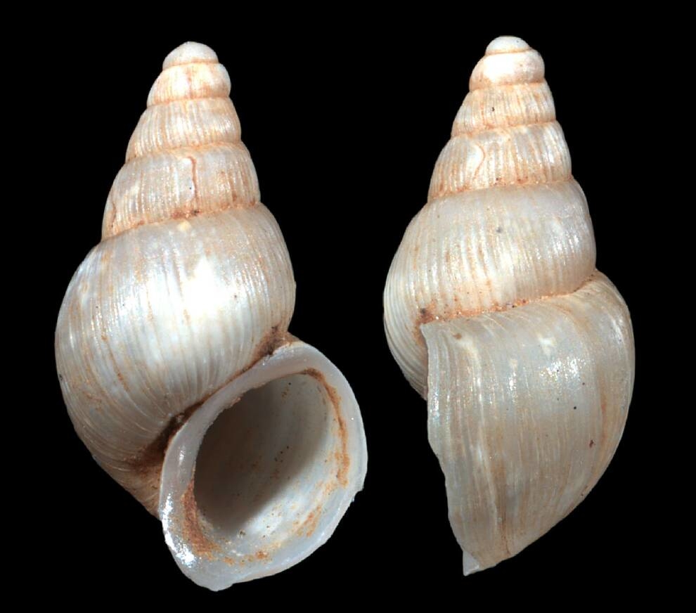 A new species of snails named after a Serbian tennis player