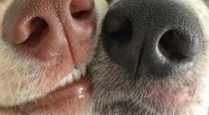 Show your nose: the dog can now be found using the app