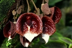 Биологи из Греции описали «коварные» цветы