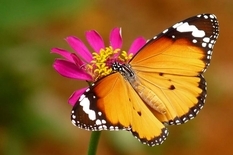 Growing butterflies brings romance to life - enthusiasts about their hobby