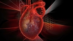 Australijscy naukowcy wyhodowali miniaturowe serce